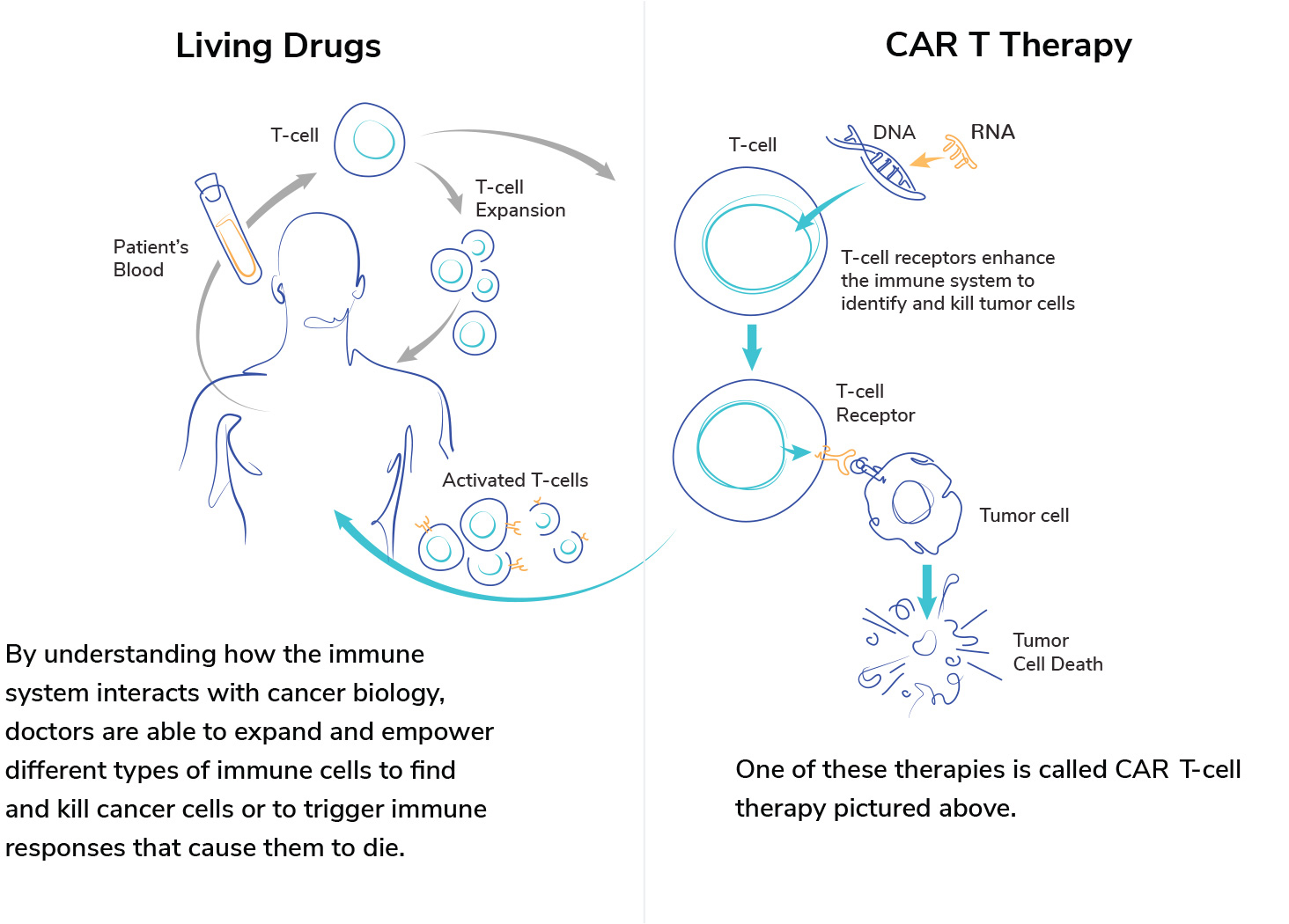 How Cell And Gene Therapy Kills Cancer Alliance For Cancer Gene Therapy